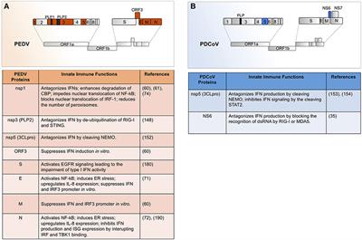 PEDV and PDCoV Pathogenesis: The Interplay Between Host Innate Immune Responses and Porcine Enteric Coronaviruses